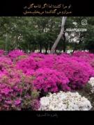 کافی‌بود‌یدونه‌گل‌روی‌قبرم‌بزاره....