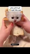 گربه های دختر😌😌گربه های پسرر😎😎: