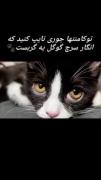 دوست دارم واقعا بدونم گربه سرچ گوگلش چطور