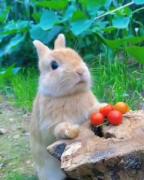 تا حالا سکسکه خرگوش را دیده بودید 🐇✨️