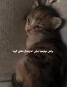 ببخشیدبخاطرحرفی‌که‌زدممممممممم