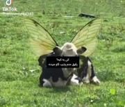 طنز مناسب برای دوست بفرست برای دوستت