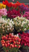 Flowers ‌‌‌‌‌‌‌‌‌‌‌‌‌‌‌‌