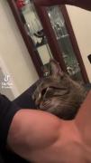 Baby Cat ‌
