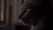 🐈‍⬛:میدونی چرا همیشه سکوت رو ترجیح میدم؟