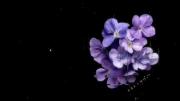 من ،من دوست دارم عزیزم همچون ترانه ای عاشقانه:) 