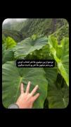 به این میگن تعهد:>‌‌‌‌‌‌‌‌‌‌‌‌