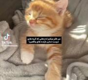 گربه‌به‌این‌نازی(:🥲🐈‍⬛‍‍‌‍‍‍‍