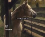 . حیوون مورد علاقم. 