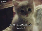 چشاش! چشاش‌پیشی‌سیا‌`دالههه😭💘🐈‍⬛