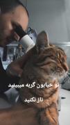 توی خیابون گربه میبینید ناز نکنید