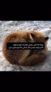 روباه تا ابد🦊‌‍‍‍‌‌‍‌‍‍‍‌‍‍‌‍