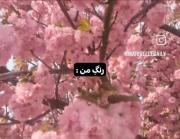 My color is pink; My love is pink💕✨🫰🏻