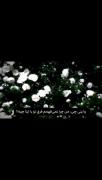 #هردو شون یکیه :............💐