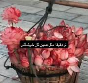 بیشتر از این گل 🌷 .