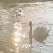  ولی؛ زیبایی قو🦢‌‌‌‌‌‌‌‌‌‌‌‌‌‌‌‌‌‌‌‌‌‌
