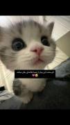 بغل موخام💯🥺🥺 فقط بغل تووو عشقکم