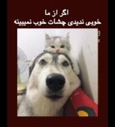 بله اینحوریاس داداش من😂🤙🏻🤙🏻