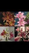 عاشقانه طبیعی زیبایی گل لیلیوم